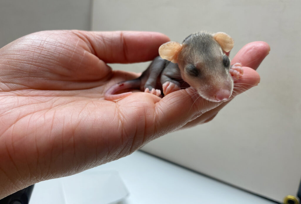 搶救負鼠行動第一天! Rescuing and Raising a Baby Opossum!