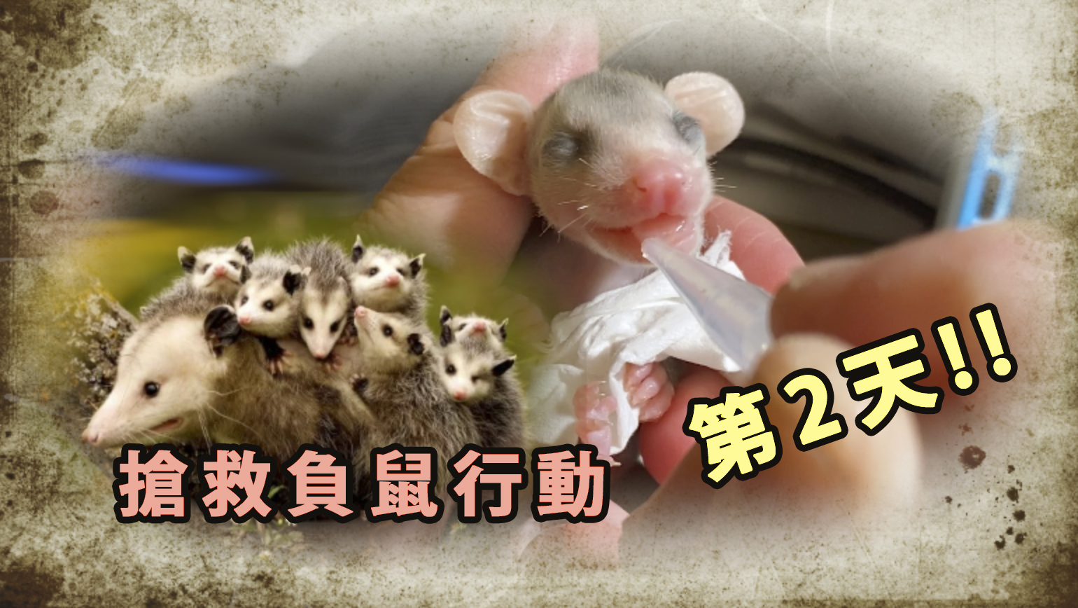 搶救負鼠行動第2天! Rescuing and Raising a Baby Opossum!
