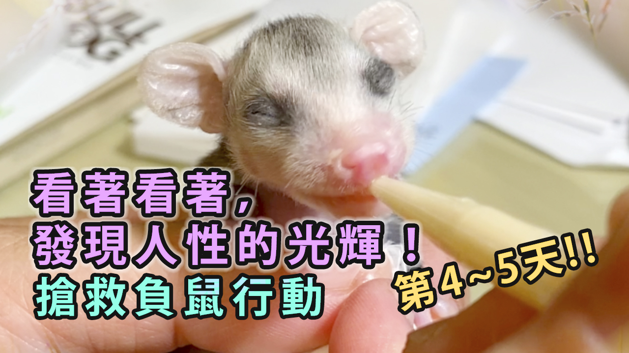 「看著看著，發現人性的光輝！」搶救負鼠行動第四、五天！Rescuing and Raising a Baby Opossum!