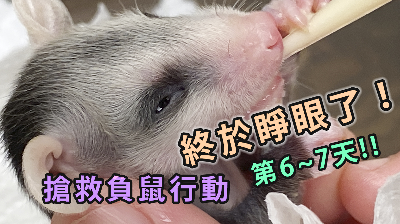 「小負鼠終於睜眼了！」搶救負鼠行動第六、七天！Rescuing and Raising a Baby Opossum!