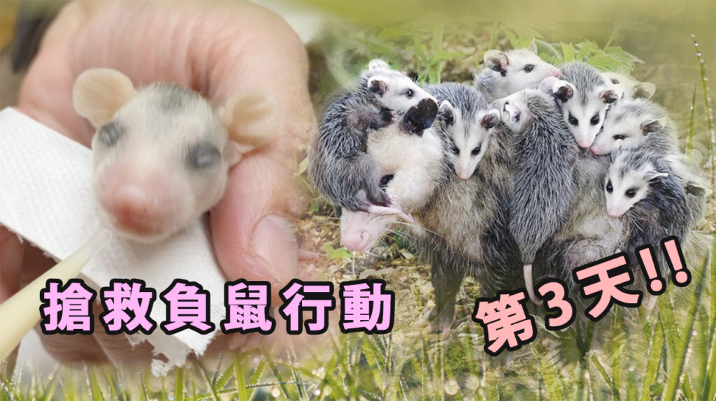 搶救負鼠行動第3天! Rescuing and Raising a Baby Opossum!