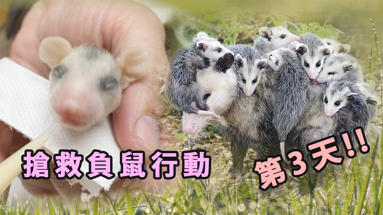 搶救負鼠行動第3天! Rescuing and Raising a Baby Opossum!