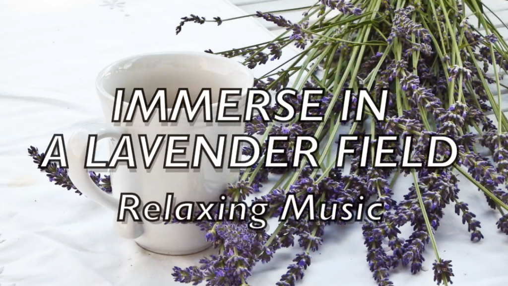 Relaxing Music/ Sleeping Music– Immerse in a Lavender Field 放鬆心情溫書工作輕音樂～一起沈浸在紫色薰衣草花田中，享受安靜的時刻！