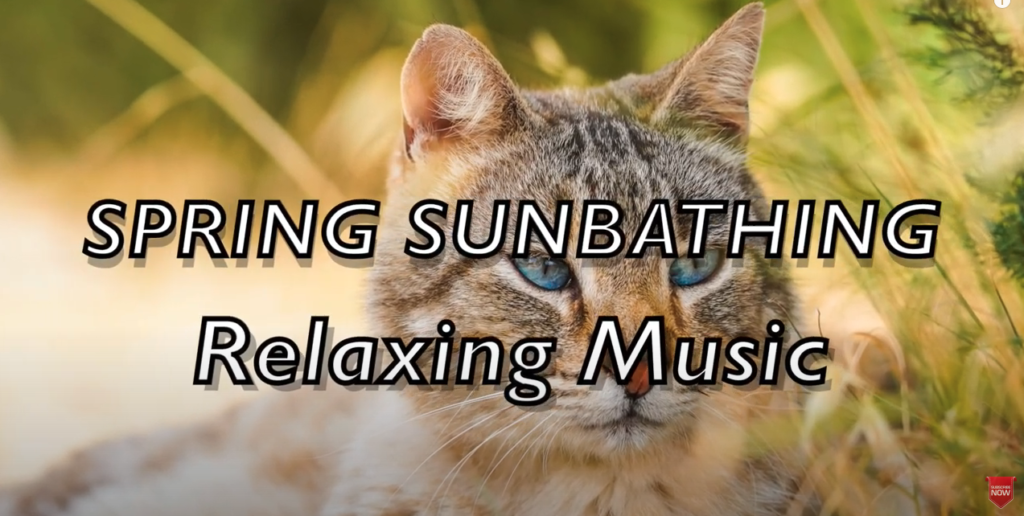 Relaxing Music/ Sleeping Music- Spring Sunbathing –走進春天的日光浴，與可愛萌貓作伴！放鬆心情解壓、溫書和工作都適用的輕音樂，超級療癒！！